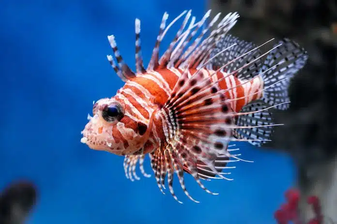 Lion Fish. Exotic Fish In Aquarium. Very Dangerous In Real Life