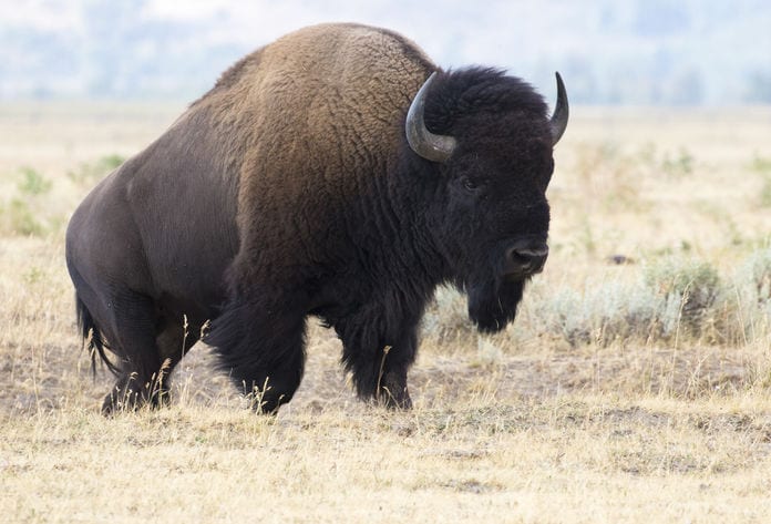 Northfork Bison E. Coli Outbreak Spurs Recall | Food Poisoning News