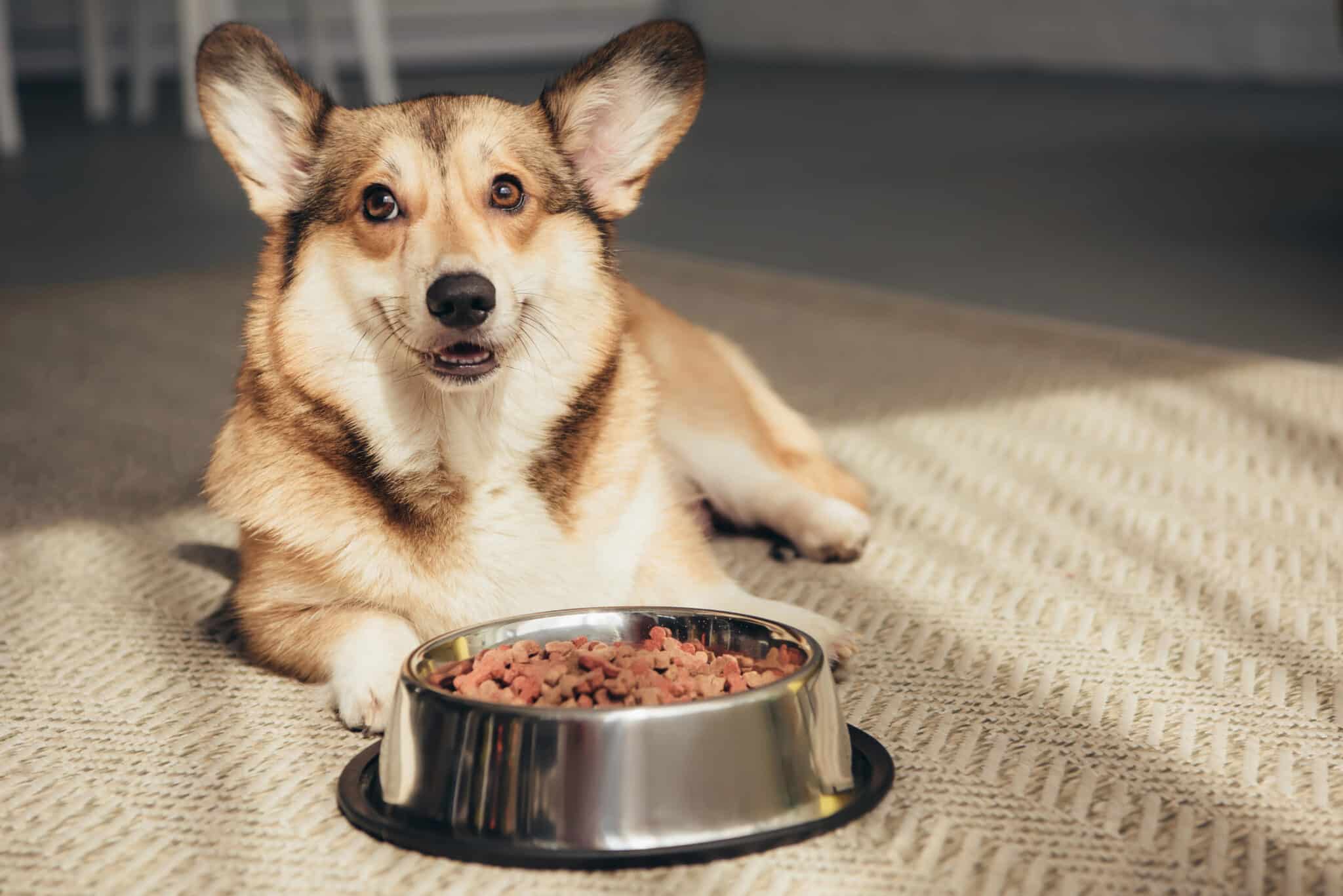 Recall of Specific Lots of ANSWERS Dog Food Due to Potential Salmonella